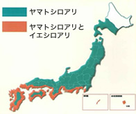 シロアリの生息図